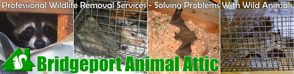 Norwalk Animal Attic